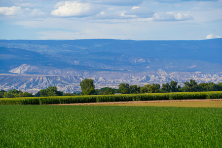 Pea Green Farm | 177.5 Irrigated Acres & 173 UVWUA Water Shares - image 8