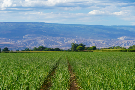 Pea Green Farm | 177.5 Irrigated Acres & 173 UVWUA Water Shares - image 9