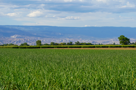 Pea Green Farm | 177.5 Irrigated Acres & 173 UVWUA Water Shares - image 10