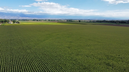 Pea Green Farm | 177.5 Irrigated Acres & 173 UVWUA Water Shares - image 4