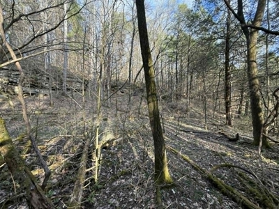 5+/- Acres in Albany, Kentucky - image 25