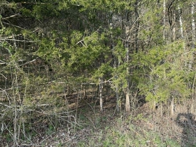 5+/- Acres in Albany, Kentucky - image 6