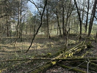 5+/- Acres in Albany, Kentucky - image 22