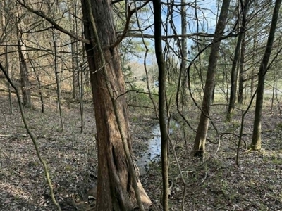 5+/- Acres in Albany, Kentucky - image 11