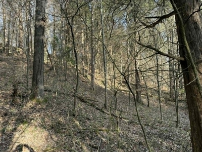 5+/- Acres in Albany, Kentucky - image 10