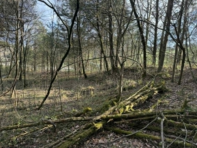 5+/- Acres in Albany, Kentucky - image 21