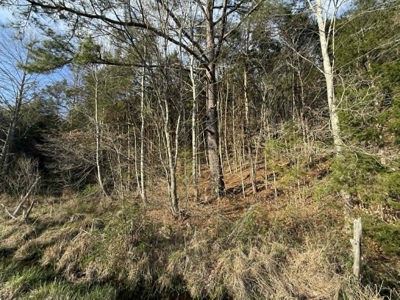 5+/- Acres in Albany, Kentucky - image 3