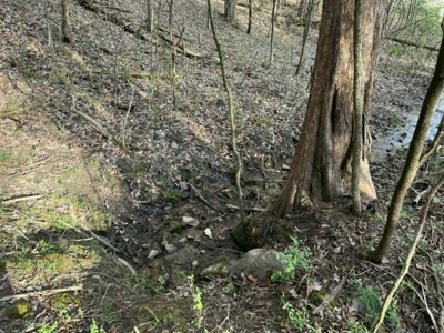 5+/- Acres in Albany, Kentucky - image 12