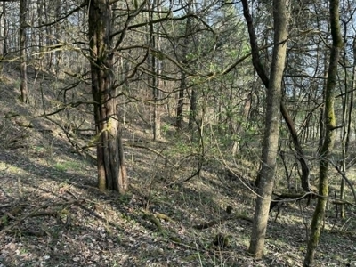 5+/- Acres in Albany, Kentucky - image 18