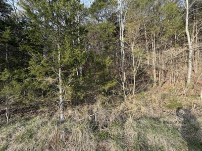 5+/- Acres in Albany, Kentucky - image 5