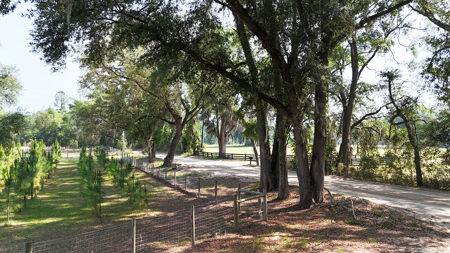 Two Homes 10 Acres Family Compound Rental Income In North Florida - image 45