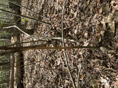 Vacant Land for Sale Nashville, NC - 20.95 Acres - image 8