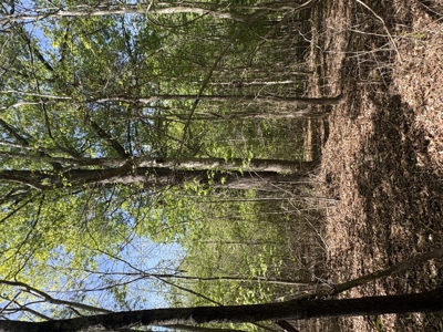 Vacant Land for Sale Nashville, NC - 20.95 Acres - image 6