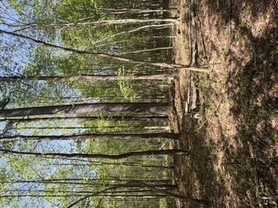 Vacant Land for Sale Nashville, NC - 20.95 Acres - image 3