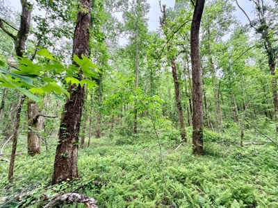 Hunting, Building, Recreation Land for Sale in Tippah Co., MS - image 18