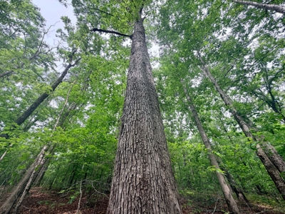 Hunting, Building, Recreation Land for Sale in Tippah Co., MS - image 6