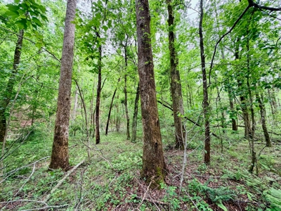 Hunting, Building, Recreation Land for Sale in Tippah Co., MS - image 26