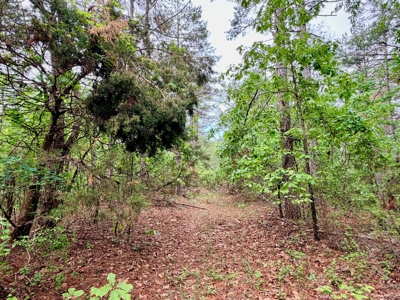 Hunting, Building, Recreation Land for Sale in Tippah Co., MS - image 29