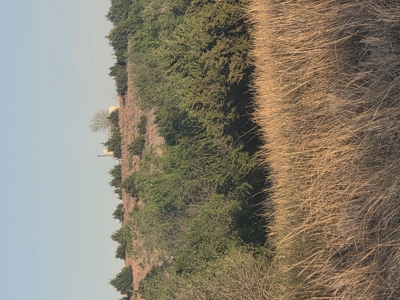 49± Acres For Sale Located NW of Alva, OK - image 3