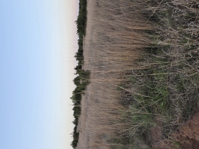 49± Acres For Sale Located NW of Alva, OK - image 4