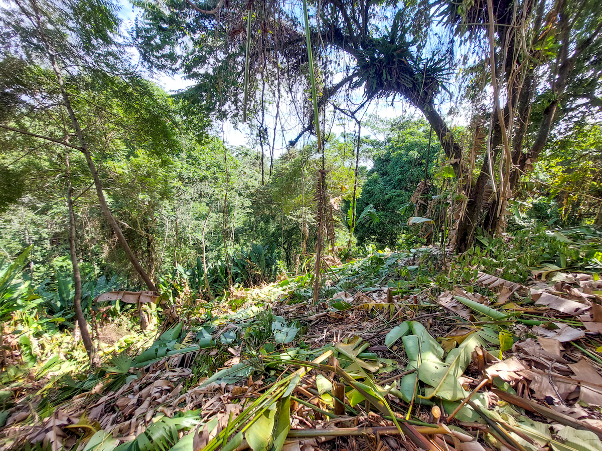 Elevated Waterfront Land, 12.5 Acres, Coral Reef Coast — Isla Pastores - 18