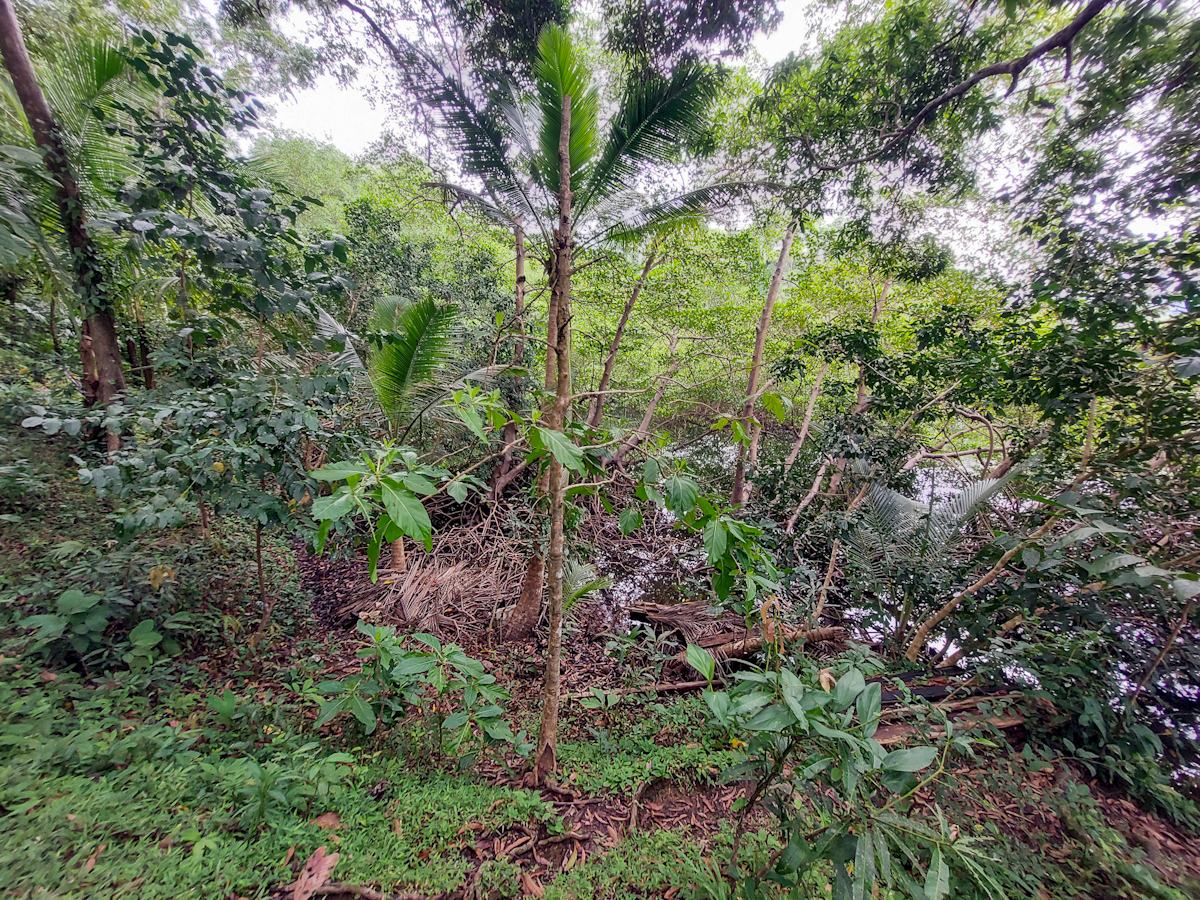 Elevated Waterfront Land, 12.5 Acres, Coral Reef Coast — Isla Pastores - 13
