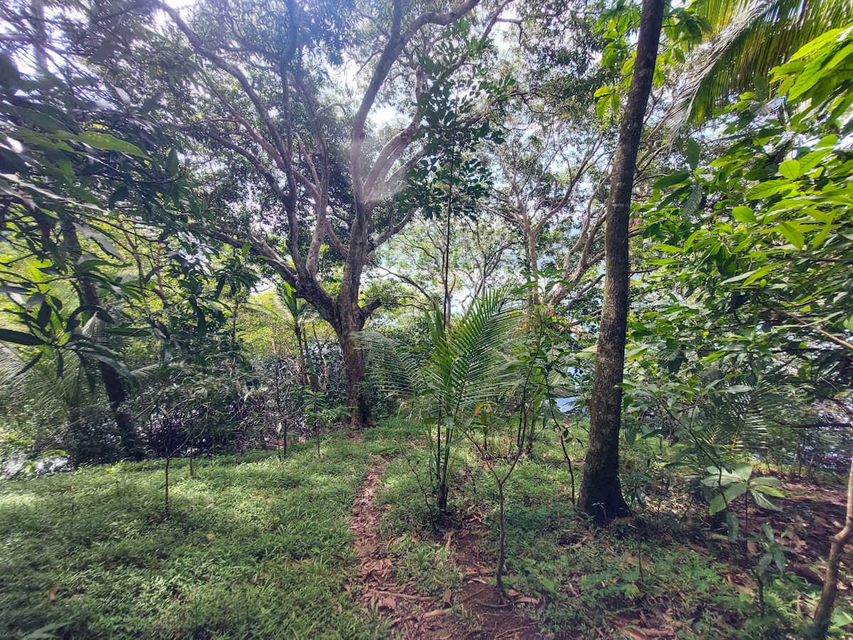Elevated Waterfront Land, 12.5 Acres, Coral Reef Coast — Isla Pastores - 11