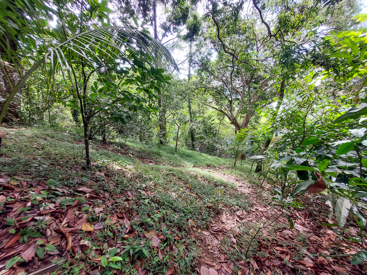 Elevated Waterfront Land, 12.5 Acres, Coral Reef Coast — Isla Pastores - 19