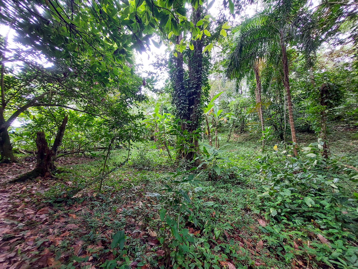 Elevated Waterfront Land, 12.5 Acres, Coral Reef Coast — Isla Pastores - 16