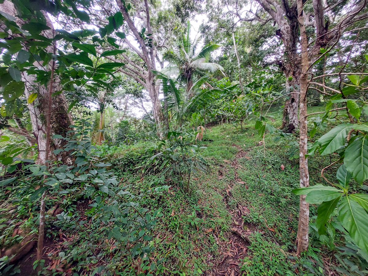 Elevated Waterfront Land, 12.5 Acres, Coral Reef Coast — Isla Pastores - 12