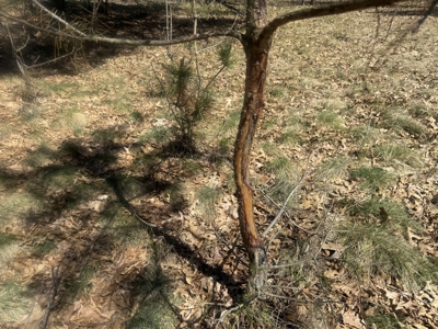 88 Acre Marquette County WI Hunting Property For Sale - image 16