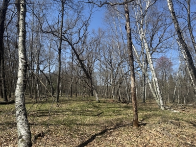 88 Acre Marquette County WI Hunting Property For Sale - image 33