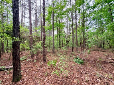 Build, Hunt, Recreate. Land For Sale Dumas, MS - image 8