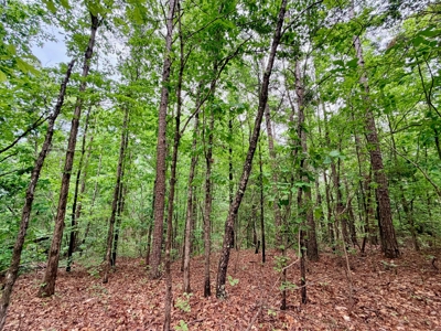 Build, Hunt, Recreate. Land For Sale Dumas, MS - image 15