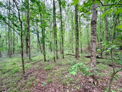 Build, Hunt, Recreate. Land For Sale Dumas, MS - image 12