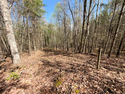 Sprawling 40 Acre Hobby Farm Just Minutes from Wytheville VA - image 22