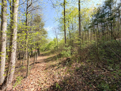 Sprawling 40 Acre Hobby Farm Just Minutes from Wytheville VA - image 24