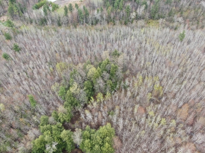 Portage County 40 Acre Hunting and Rec Property for Sale - image 43