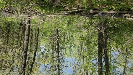 49 Acre Hunting Property With Hunting Cabin - image 3