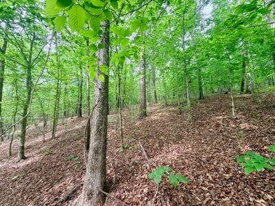 Hunting and Recreational Land w/ a Building Site Tippah Co., MS - image 9