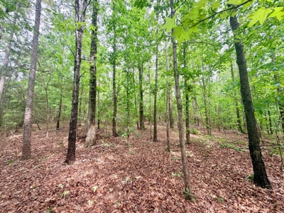 Hunting and Recreational Land w/ a Building Site Tippah Co., MS - image 5