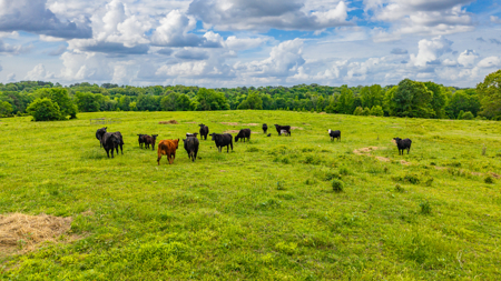 189 acre Cattle Farm in Bismarck, AR - image 26