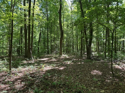 Hardwood Haven: 7 Scenic Acres of Virginia Timberland - image 12
