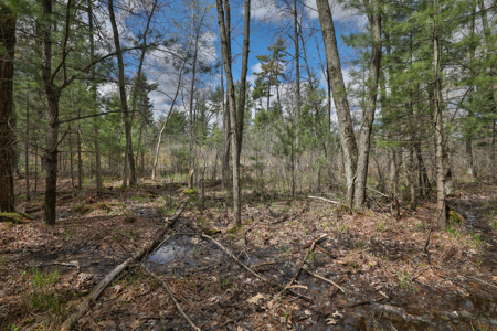 Where Towering Pines, Quiet Trails & Country Dreams Meet — 5.92 A - image 26