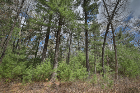 Where Towering Pines, Quiet Trails & Country Dreams Meet — 5.92 A - image 16