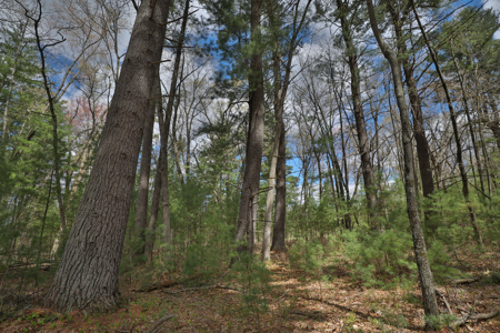 Where Towering Pines, Quiet Trails & Country Dreams Meet — 5.92 A - image 12