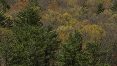 Where Towering Pines, Quiet Trails & Country Dreams Meet — 5.92 A - image 25
