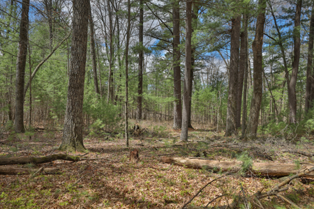Where Towering Pines, Quiet Trails & Country Dreams Meet — 5.92 A - image 10