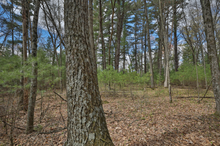 Where Towering Pines, Quiet Trails & Country Dreams Meet — 5.92 A - image 9
