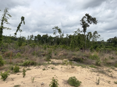 ±92 Acres Hunting & Timber Land in East TX - image 19